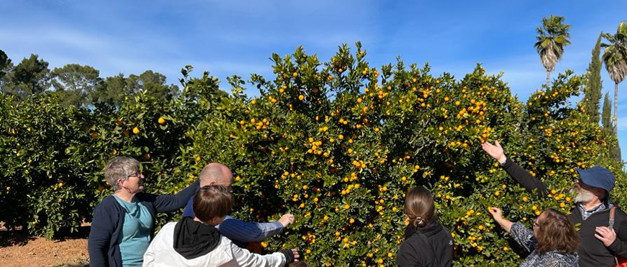 Group harvesting oranges in a citrus orchard near Valencia